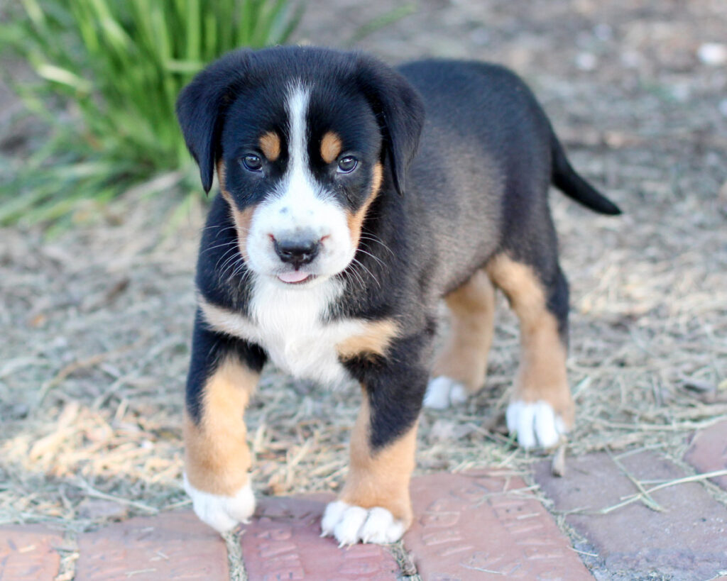 Magenta 2Greater Swiss Mountain Dog Female (7 weeks)