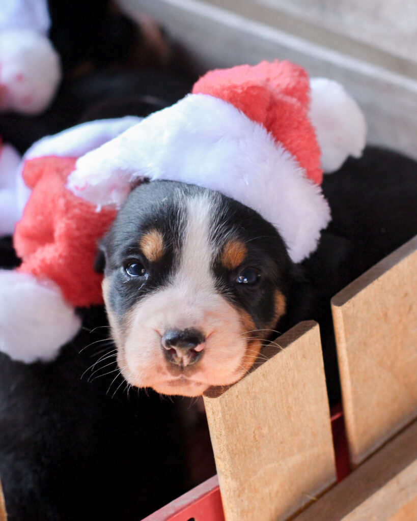 Santa 2