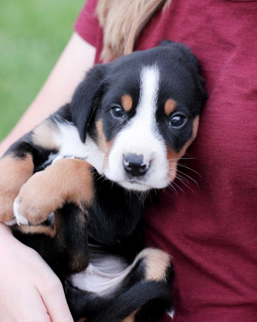 Greater Swiss Mountain Dog Puppies