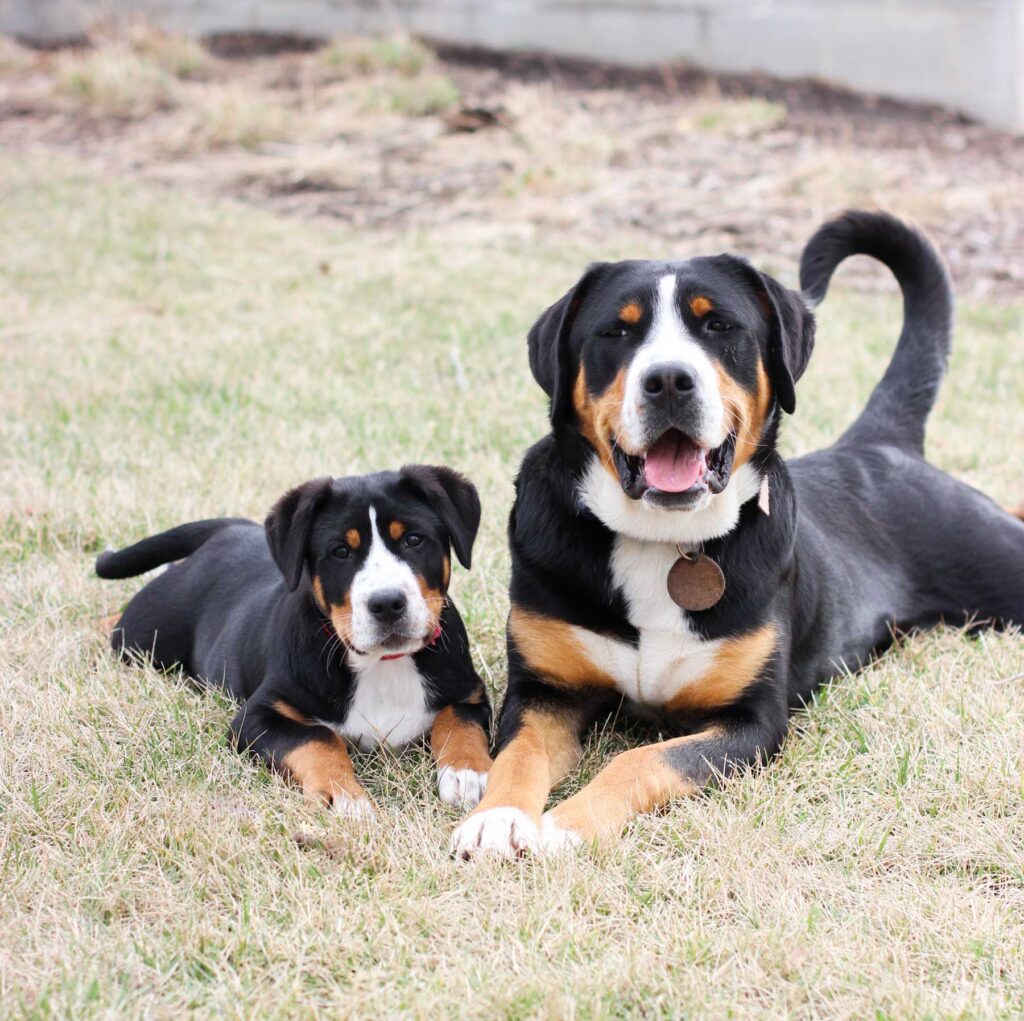 Greater Swiss Mountain Dogs - Willow & Paisley