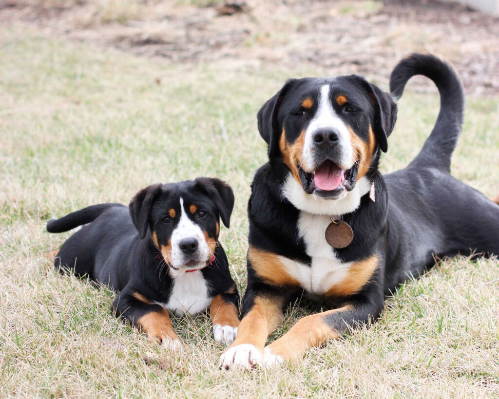 Greater swiss mountain dog breeders sale midwest