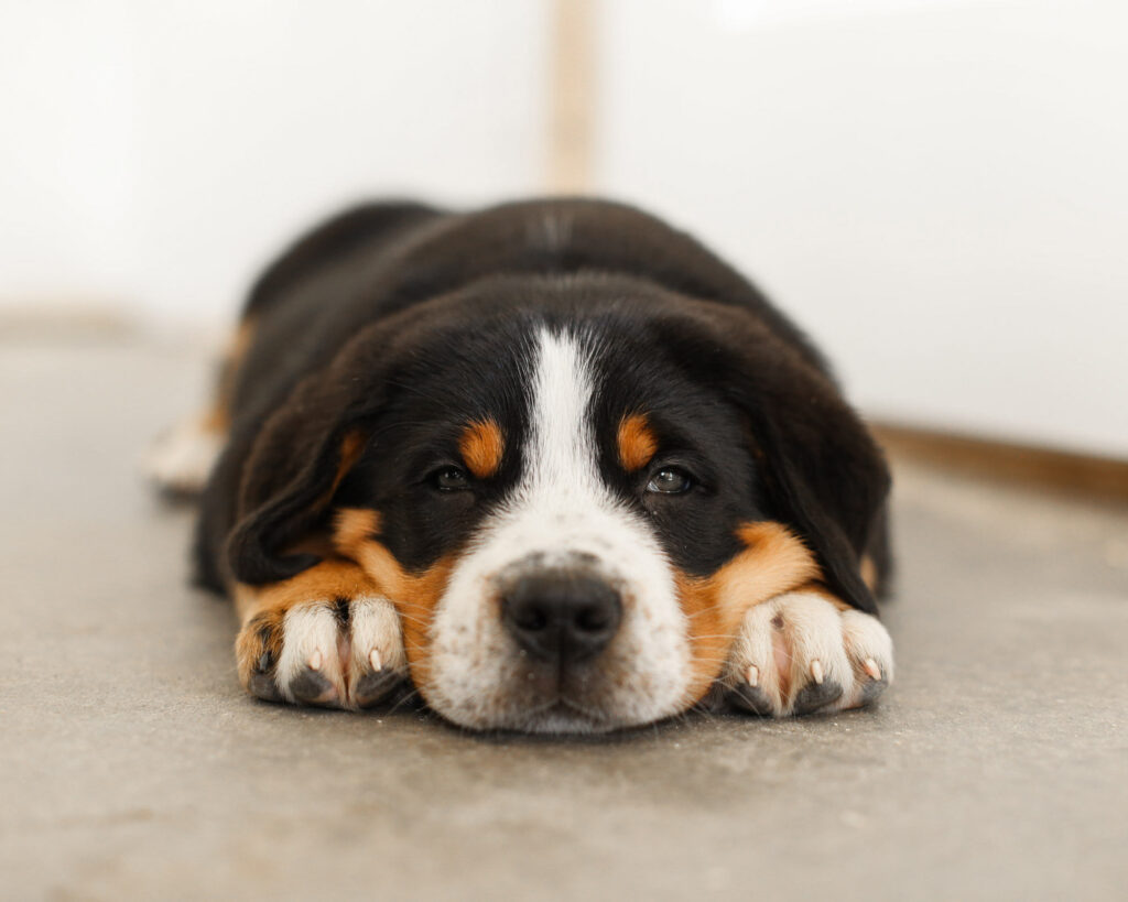 Greater swiss mountain dog puppies store near me