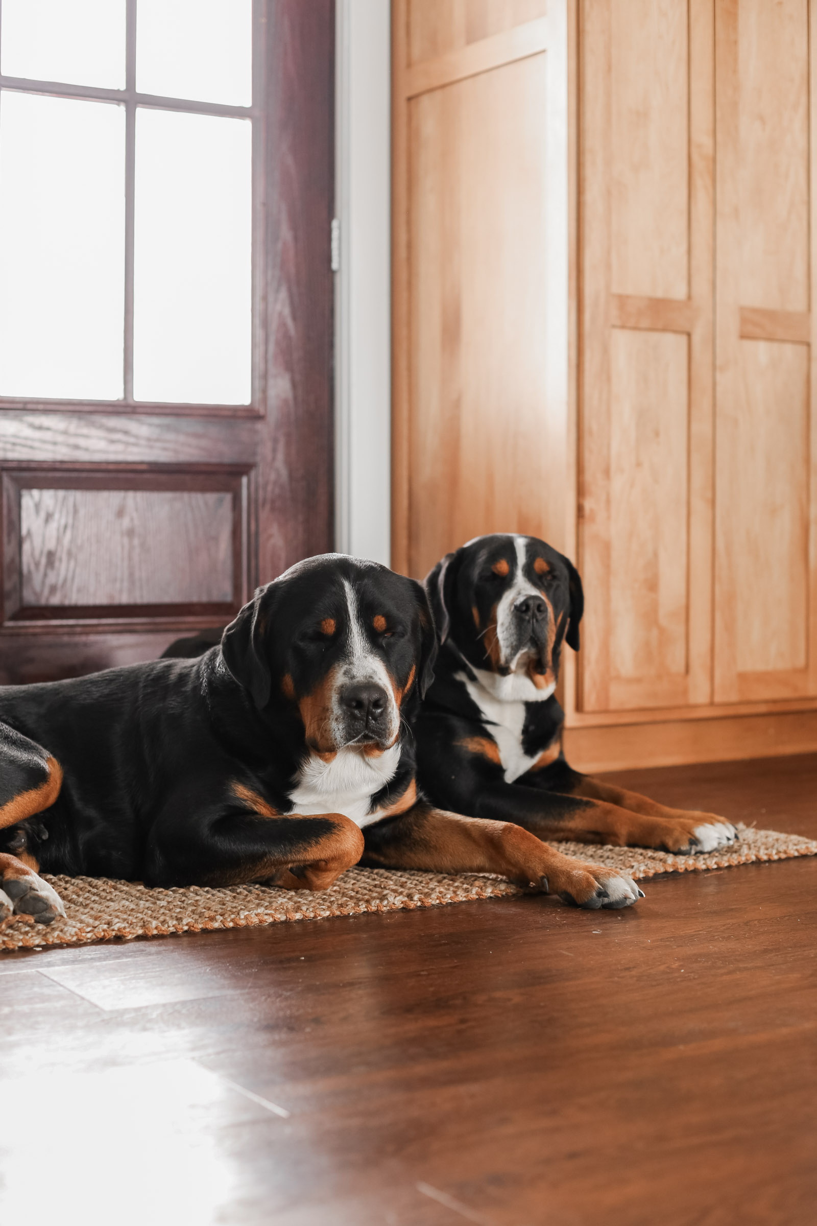 Teddy & DJ | Greater Swiss Mountain Dogs