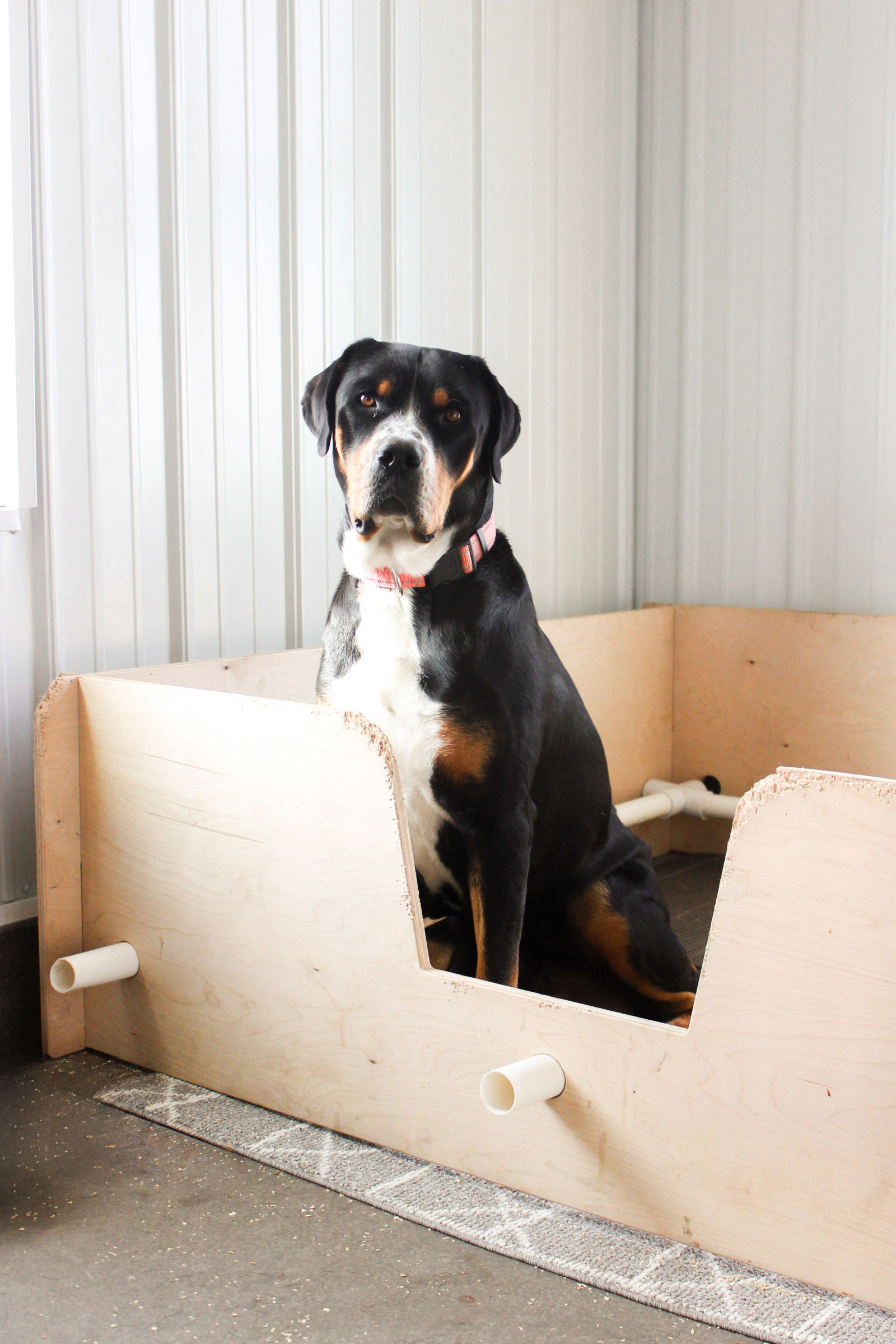 Harper | Greater Swiss Mountain Dog