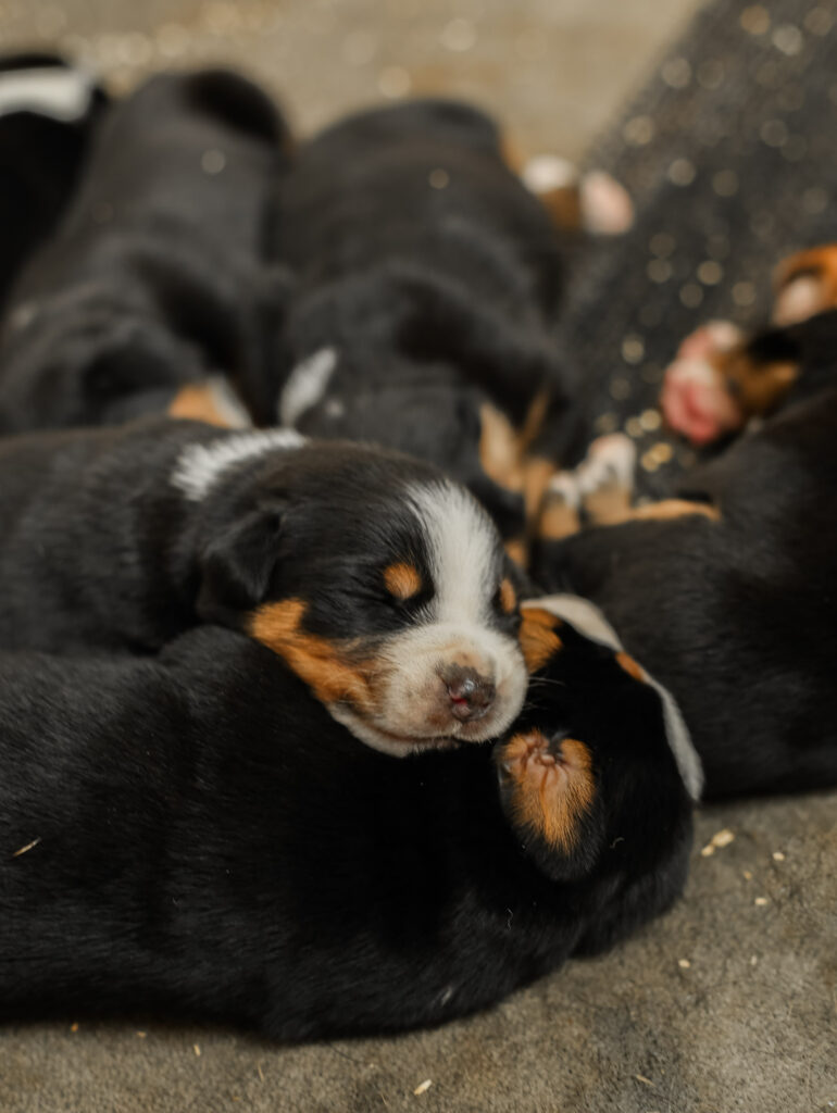 New Puppies | Greater Swiss Mountain Dogs