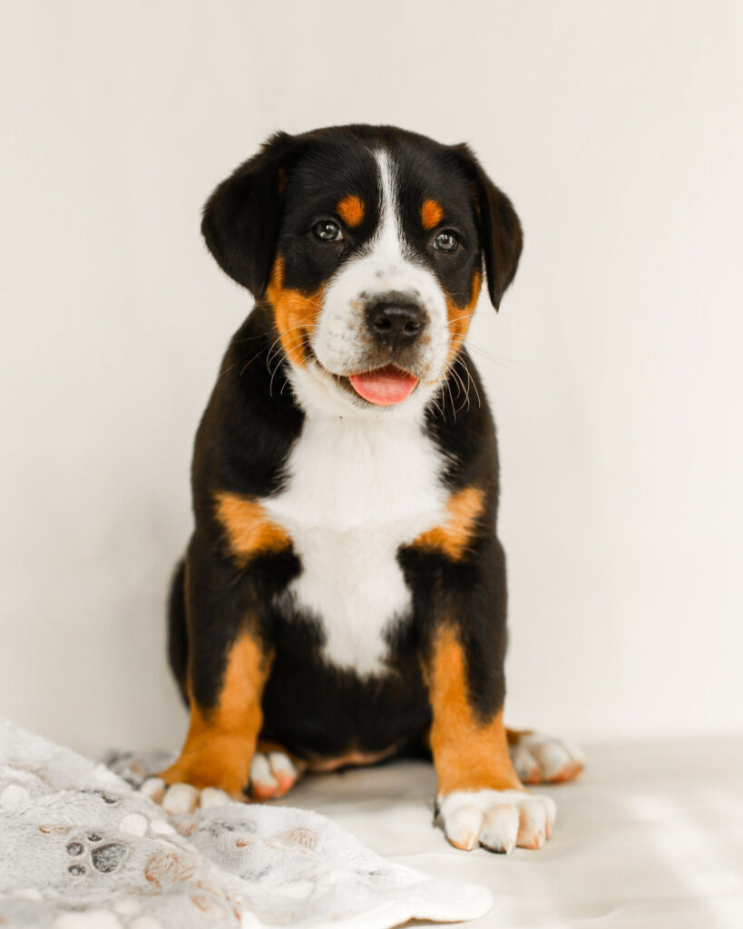 Riley | Greater Swiss Mountain Dog Puppy