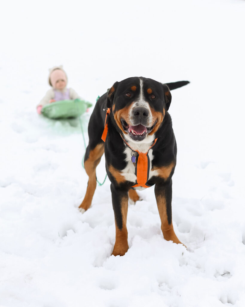 Greater Swiss Mountain Dog Pulling Sled