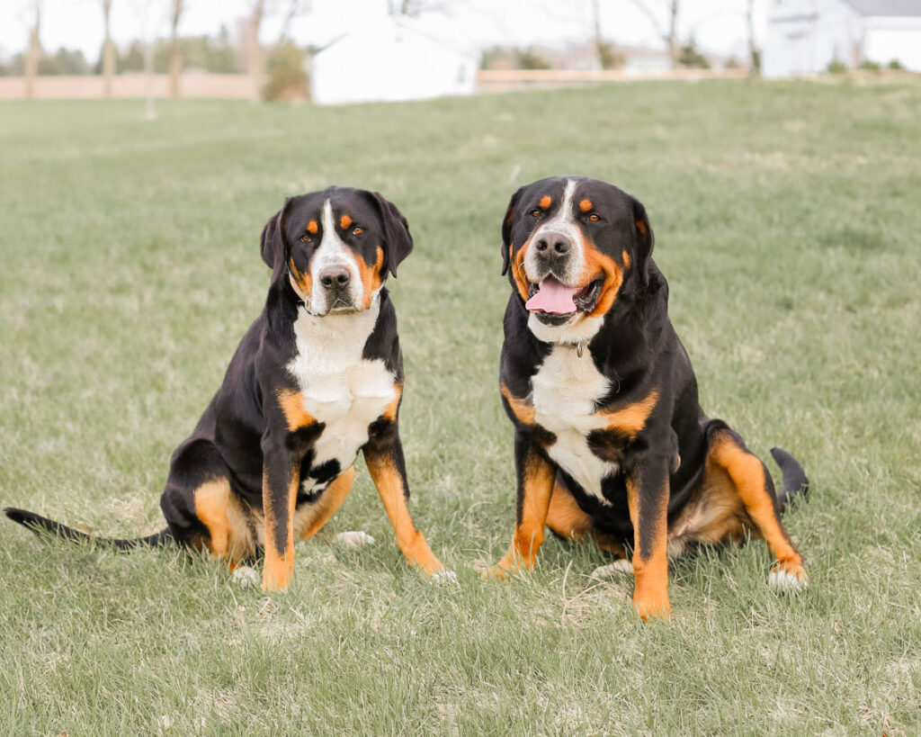Greater Swiss Mountain Dogs
