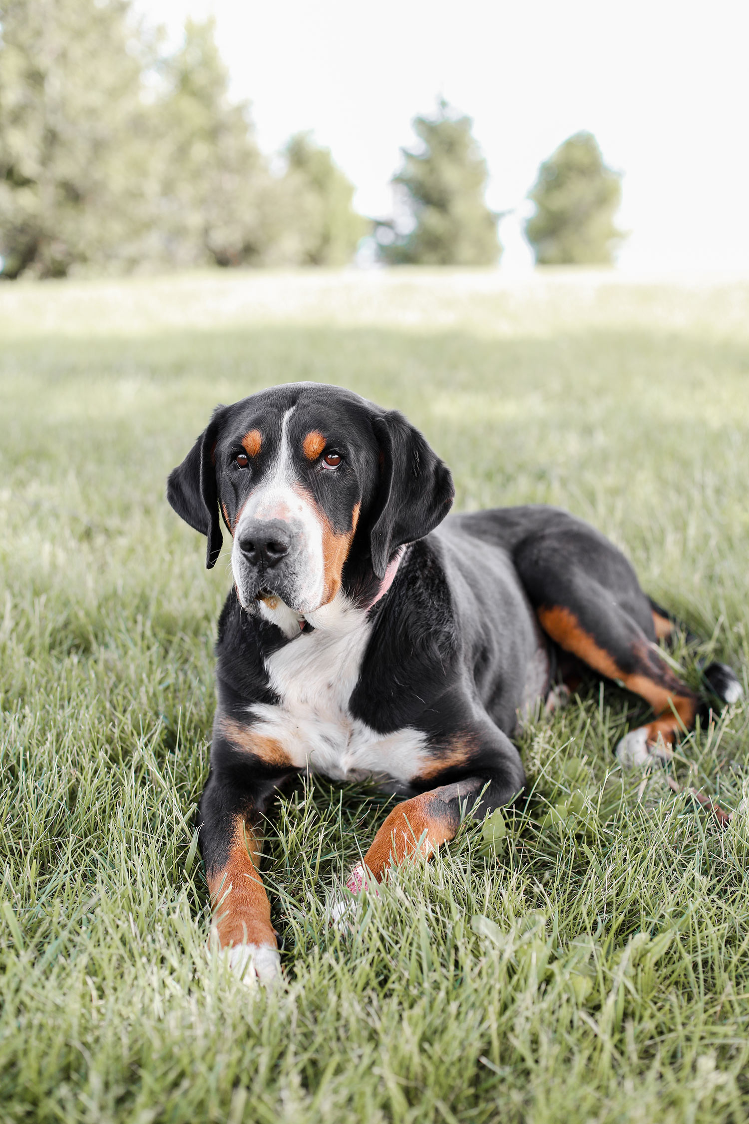 Noel- Greater Swiss Mountain Dog Female