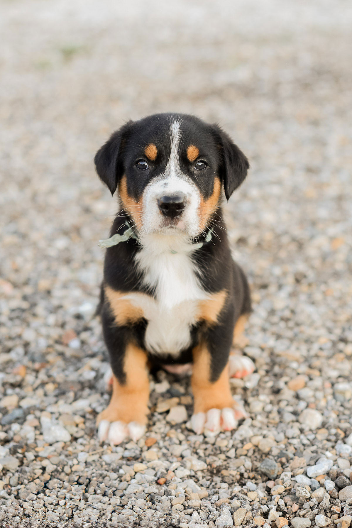 Greater Swiss Mountain Dog Puppy