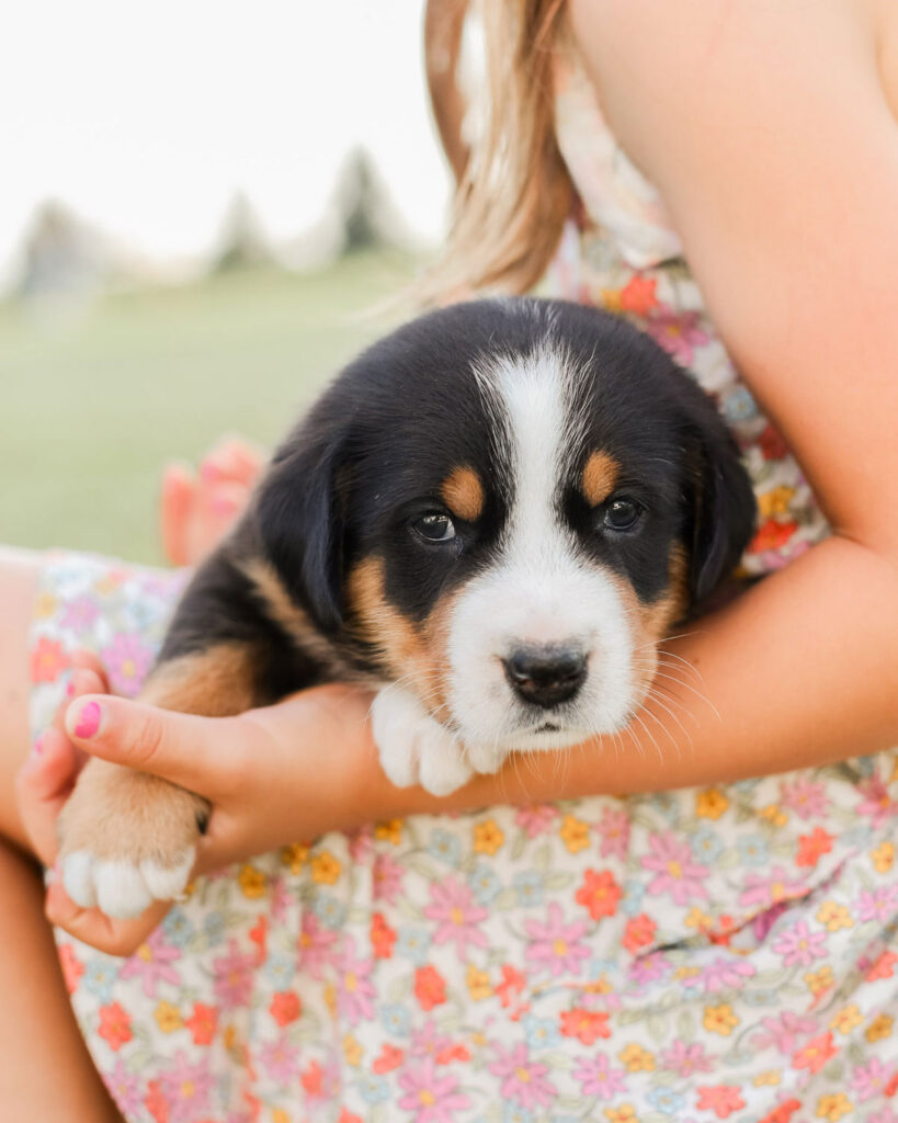 Greater Swiss Mountain Dog Puppy Greater Swiss Mountain Dog Puppy