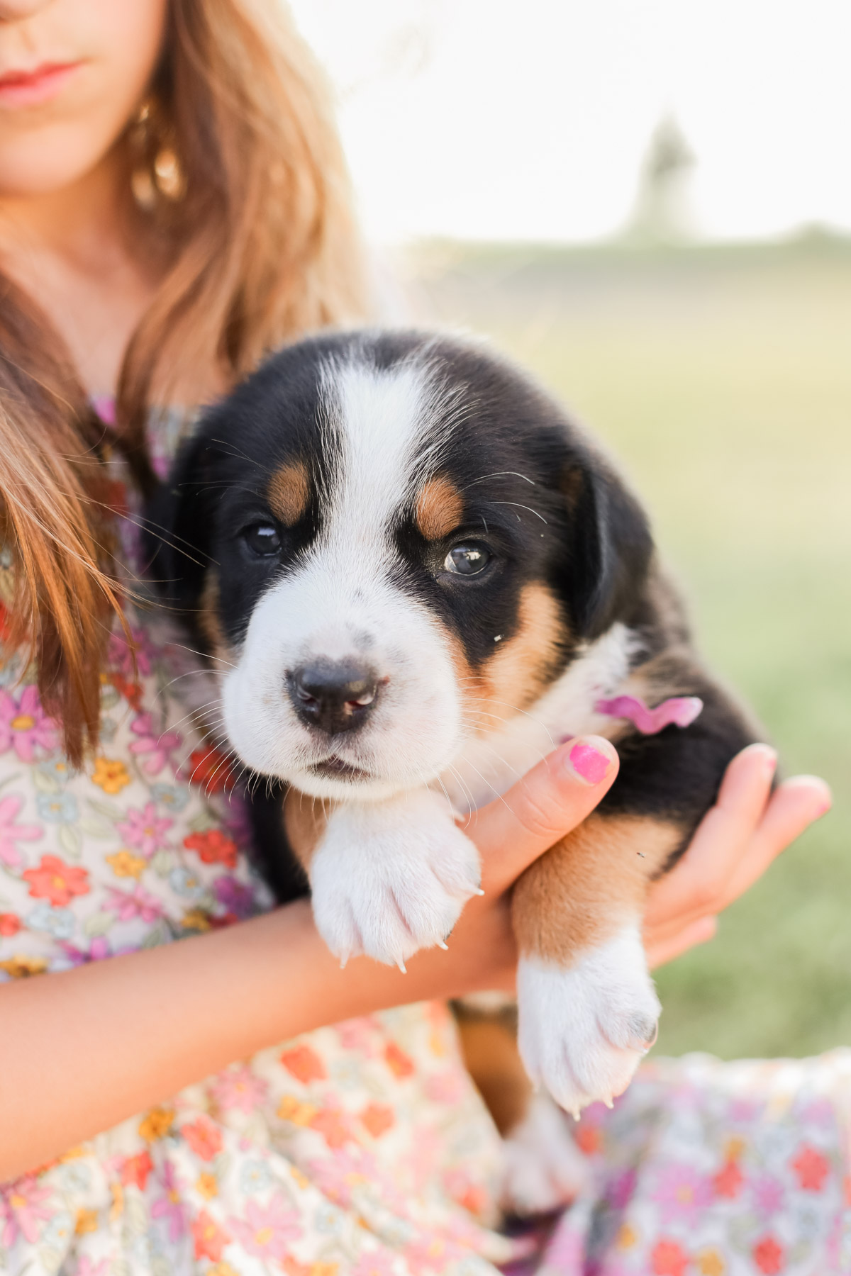 Greater Swiss Mountain Dog Puppy