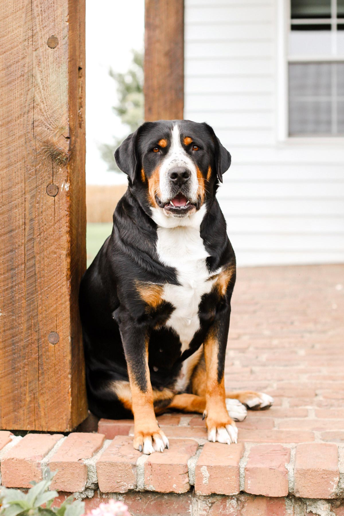 Large family dog